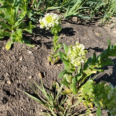 Thlaspi arvense