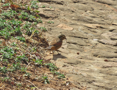 Emberiza capensis reidi