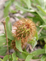 Centaurea pectinata