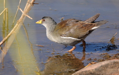 Paragallinula angulata