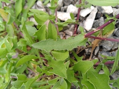 Centaurea pectinata