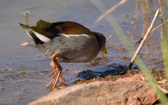 Paragallinula angulata