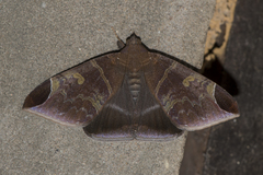 Pindara illibata