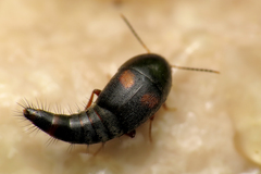 Sepedophilus bipustulatus