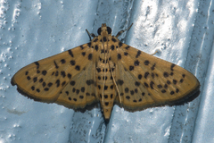 Conogethes