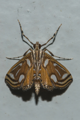 Malickyella lobophoralis