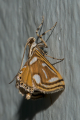 Malickyella lobophoralis