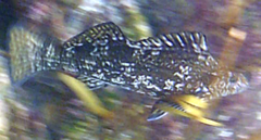 Aplodactylus arctidens