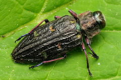 Chrysobothris chrysostigma