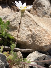 Castrilanthemum debeauxii