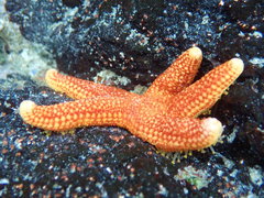 Callopatiria formosa