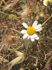 Cladanthus mixtus