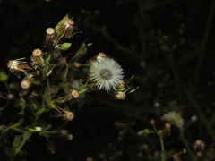 Pseudoconyza viscosa
