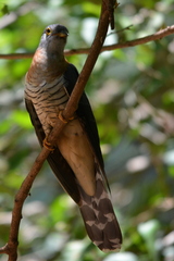 Cuculus solitarius