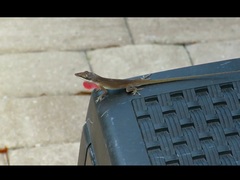 Anolis carolinensis