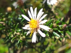 Diplostephium ericoides