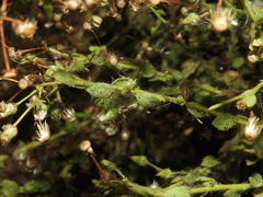 Pseudoconyza viscosa