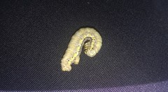Lycia florentina