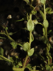 Pseudoconyza viscosa