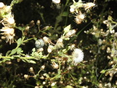Pseudoconyza viscosa