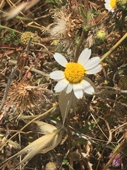 Cladanthus mixtus