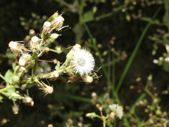 Pseudoconyza viscosa