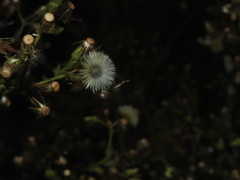 Pseudoconyza viscosa