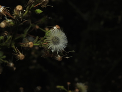 Pseudoconyza viscosa