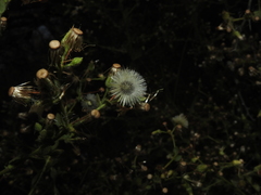 Pseudoconyza viscosa
