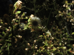 Pseudoconyza viscosa
