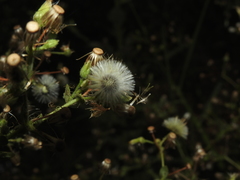 Pseudoconyza viscosa
