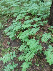 Polygonatum orientale