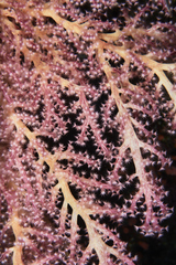 Chironephthya