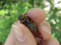 Magicicada septendecula
