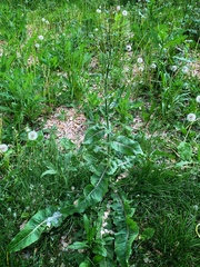Cichorium intybus