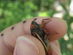 Magicicada septendecula