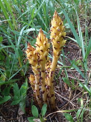 Orobanche lutea