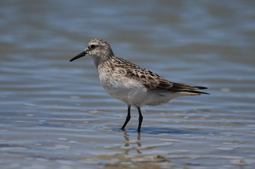 Correlimos de Baird (Calidris bairdii)