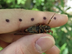 Magicicada septendecula
