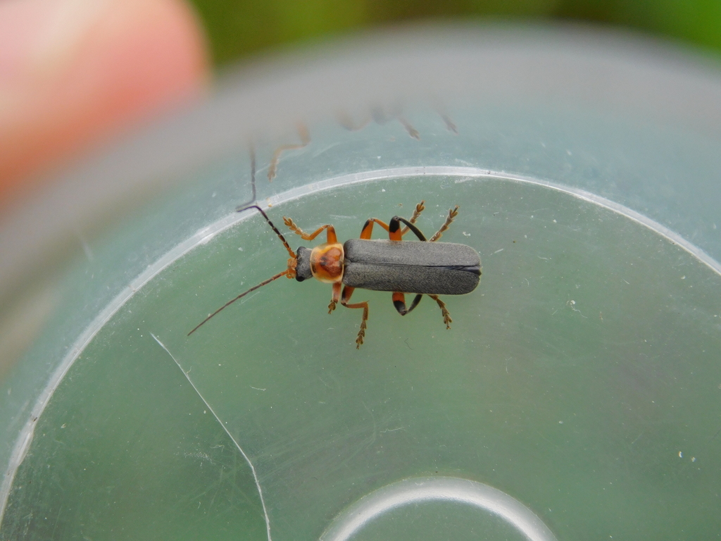 Grey Sailor Beetle from 4802 Ebensee, Österreich on May 24, 2021 at 05