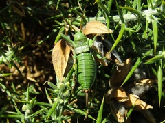 Bradyporinae