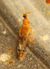 Distremocephalus texanus