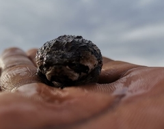 Breviceps rosei rosei