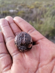 Breviceps rosei rosei