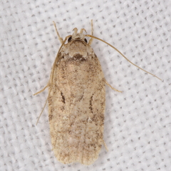 Agonopterix curvilineella