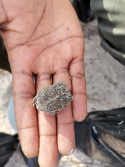 Breviceps rosei rosei