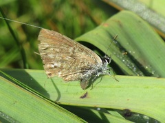 Leptotes pirithous