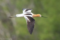 American Avocet photo 2