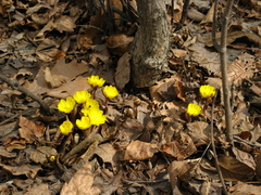 Adonis amurensis