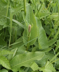 Bistorta officinalis
